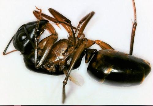 Camponotus sp.